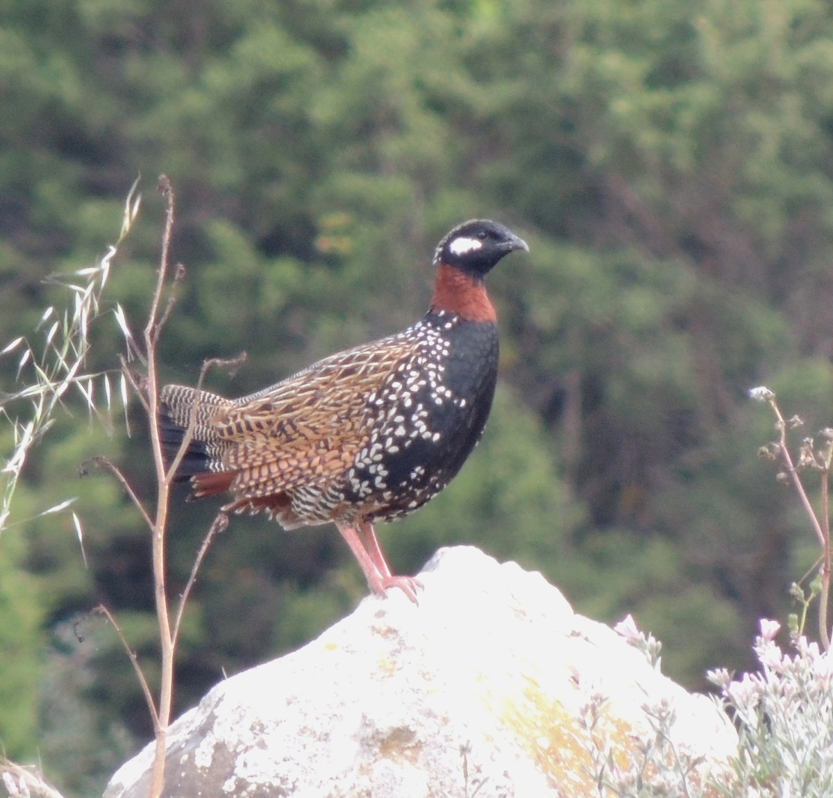 Black Francolin