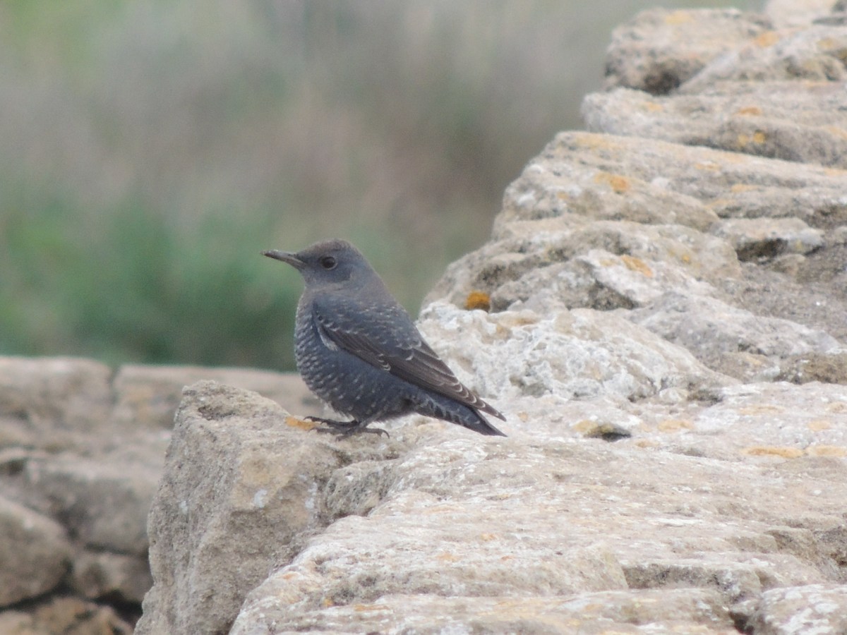 Blue Rock Thrush