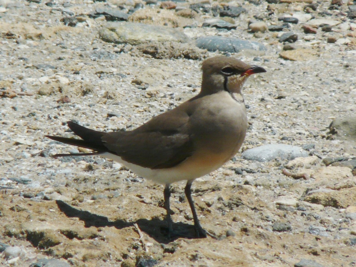 Collared Pratincole