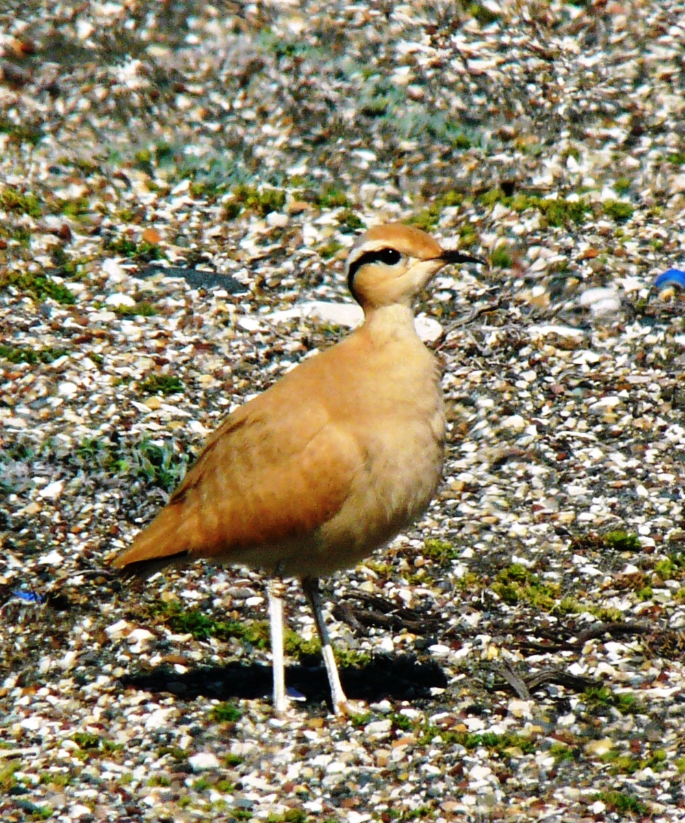 Cream-coloured Courser