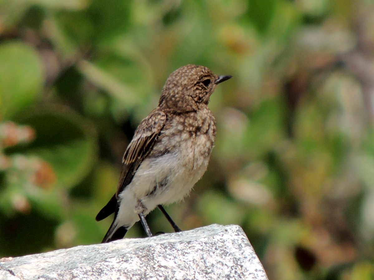 Cyprus Wheatear