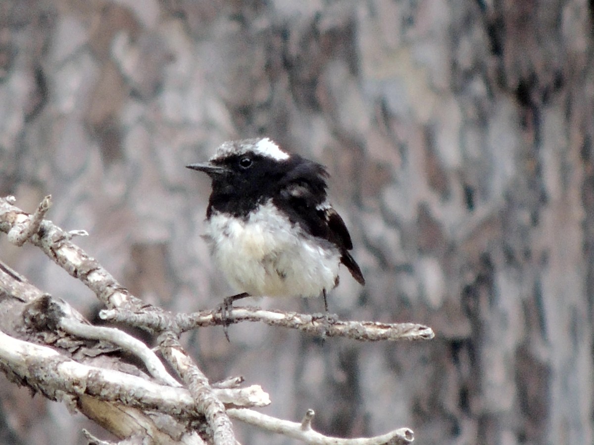 Cyprus Wheatear