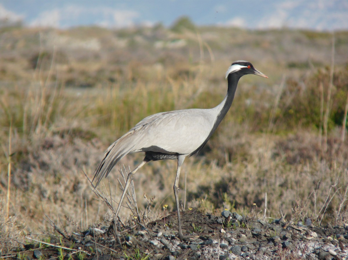 Demoiselle Crane