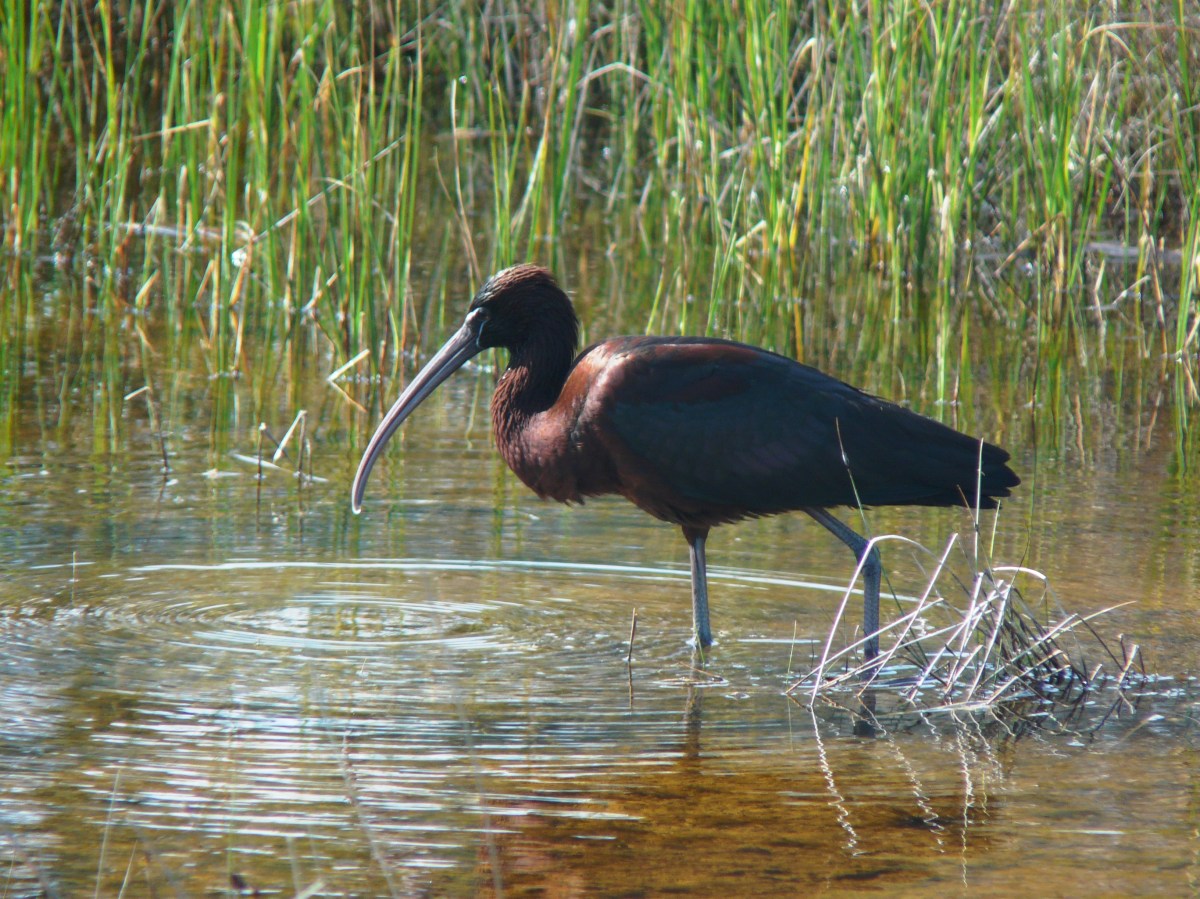Glossy Ibis