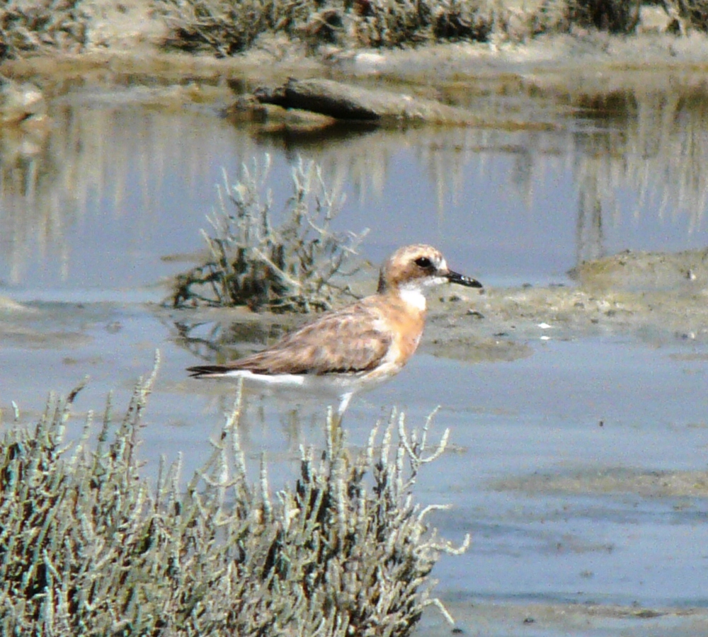 Greater Sand Plover