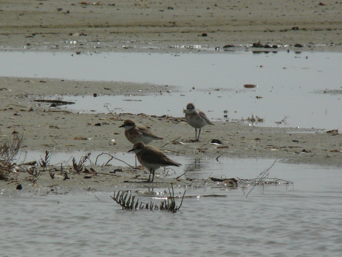 Greater Sand Plover