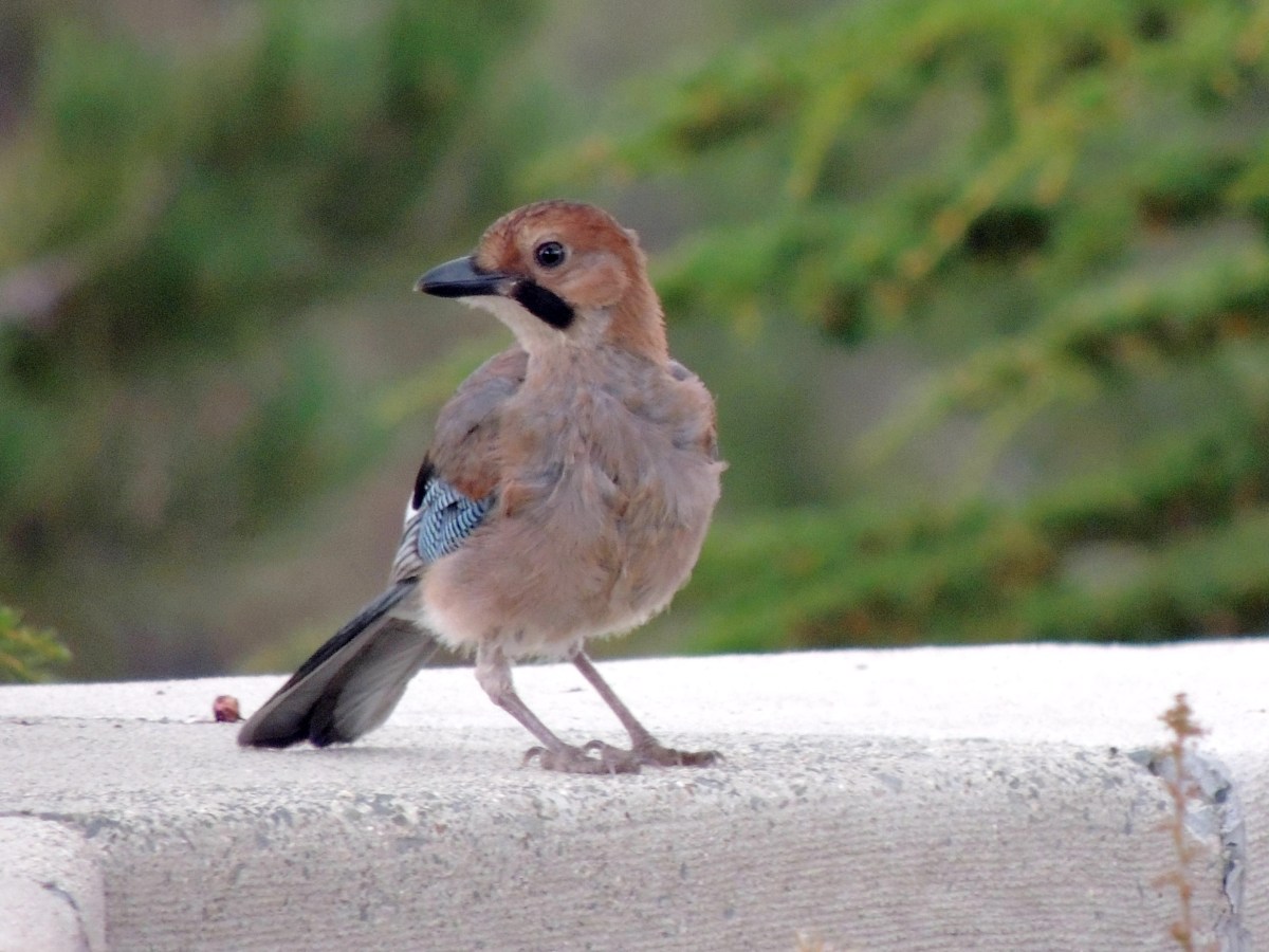 Eurasian Jay