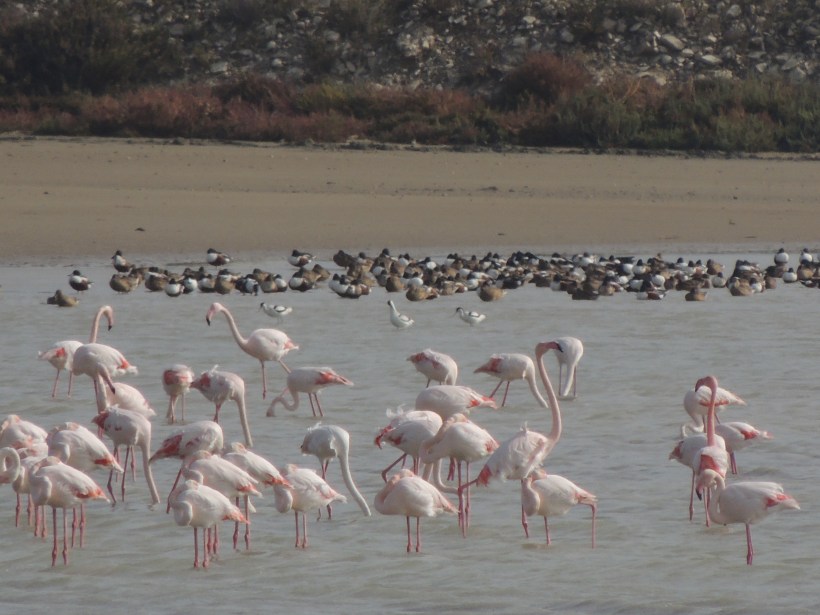 Larnaca Salt Lake