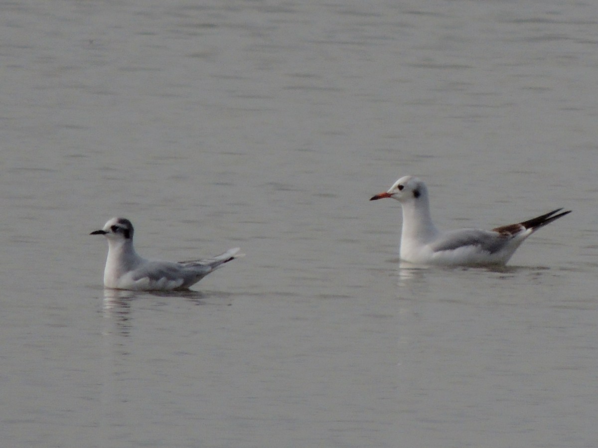 Little Gull and Black-headed Gull