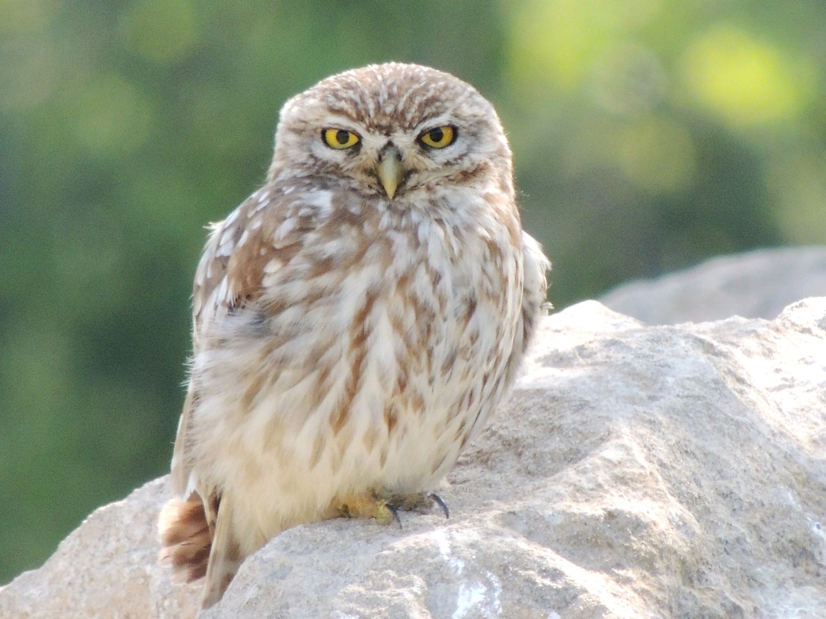 Little Owl