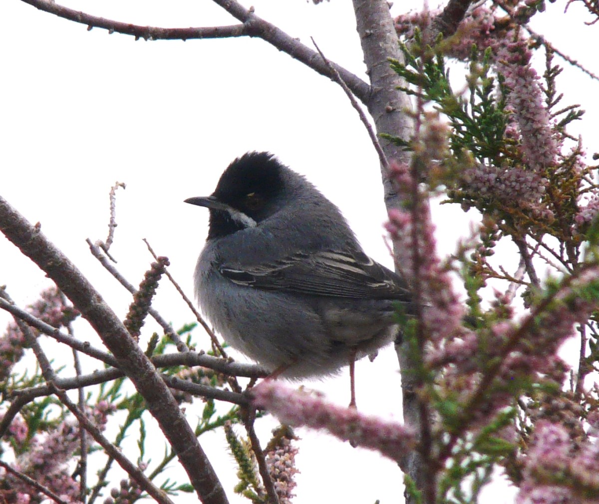 Ruppell's Warbler