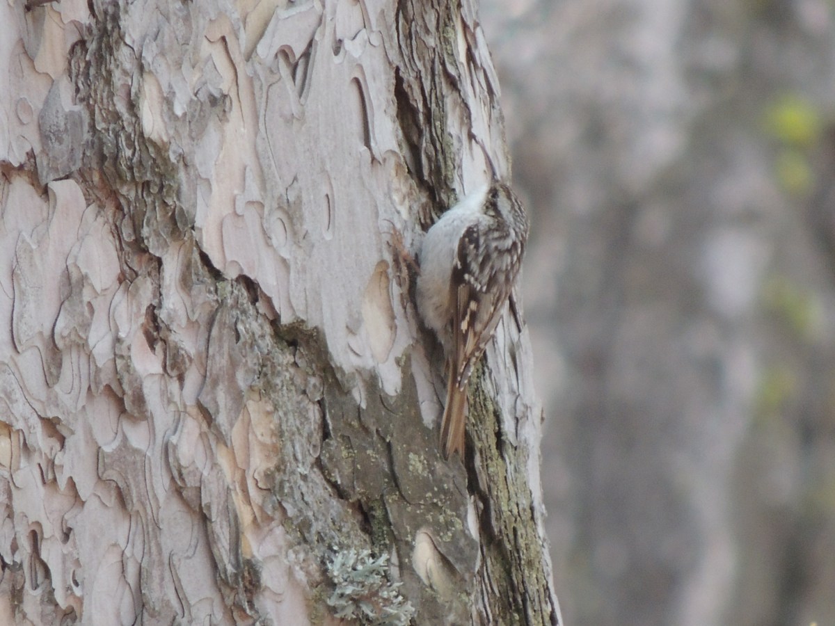 Short-toed Treecreeper