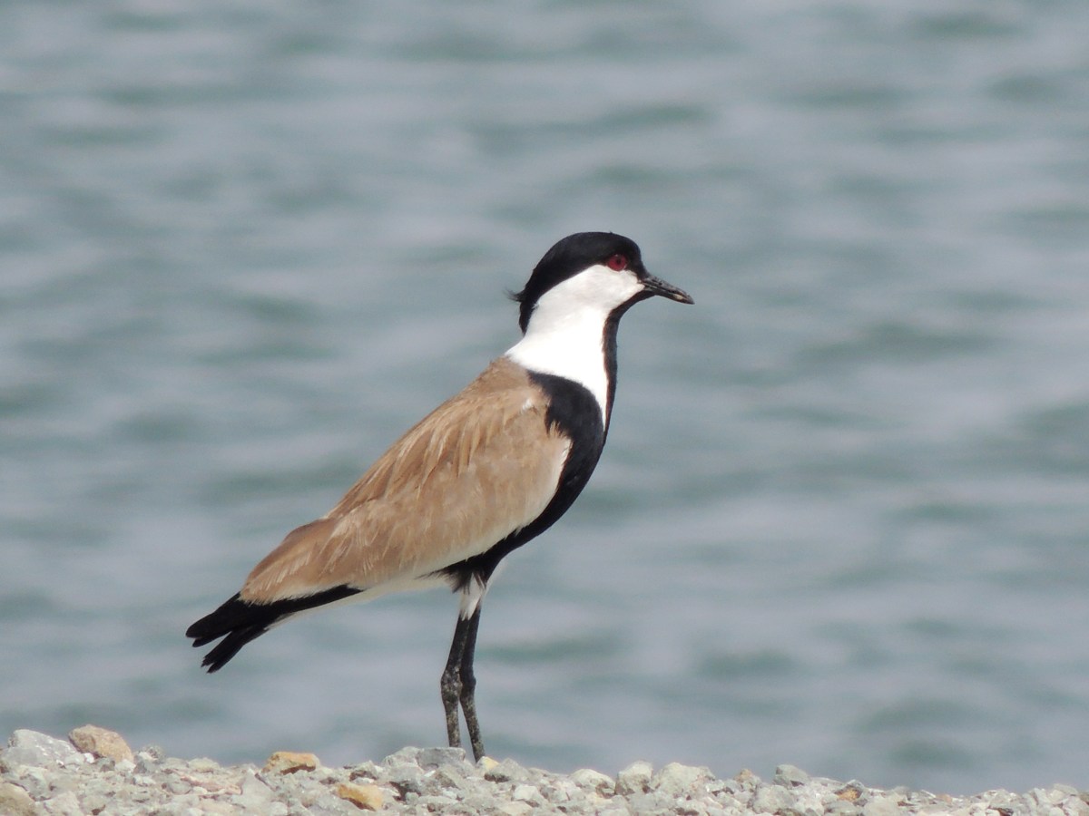 Spur-winged Lapwing