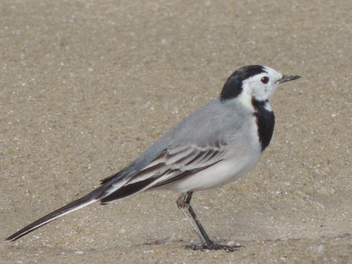 White Wagtail