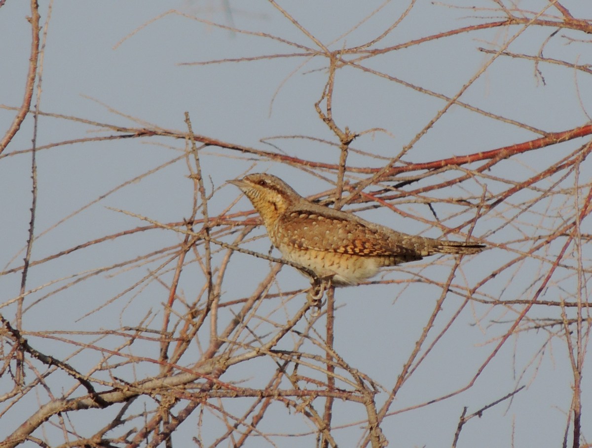 Wryneck