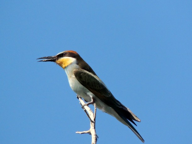 European Bee-eater, Phassouri Reed Beds, September 13th 2013 Copyright Cyprus Birding Tours