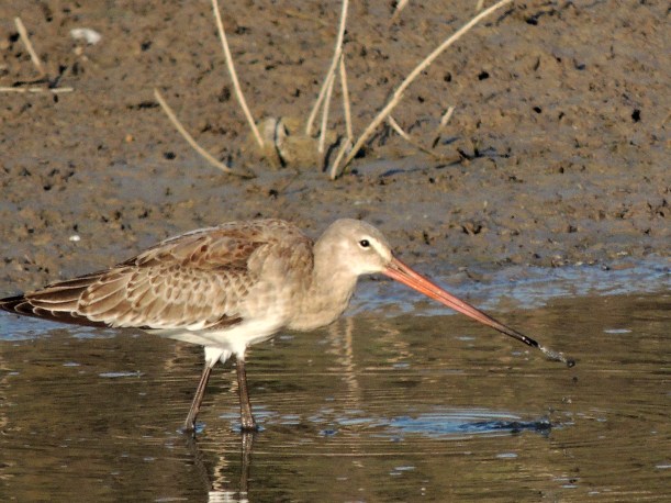 Black-tailed Godwit Akhna Dam 16th September 2013 Copyright Cyprus Birding Tours