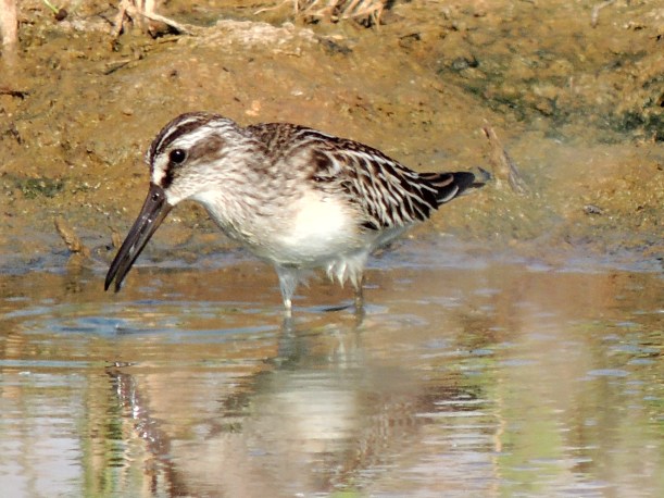 Broad-billed Sandpiper Larnaca Desalination Plant September 21st 2013 Copyright Cyprus Birding Tours