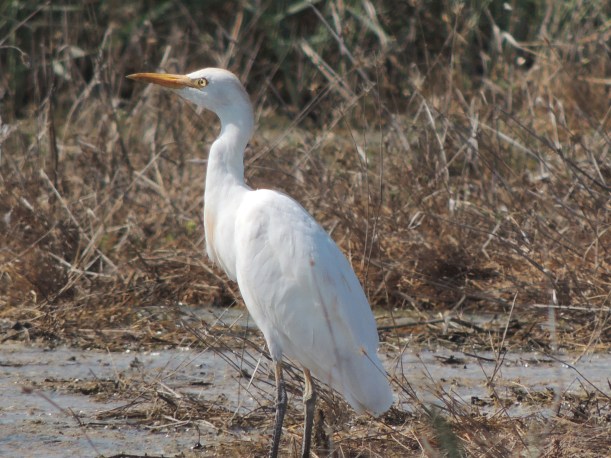 Cattle Egret Petounta 14th August Copyright Cyprus Birding Tours