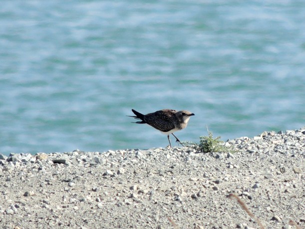Young Collared Pratincole Larnaca Sewage Pools 28th September Copyright Cyprus Birding Tours