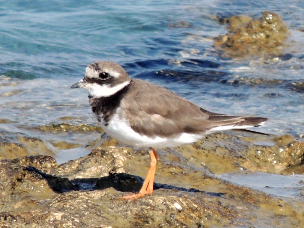 Common Ringed Plover Larnaca Airport Coast September 28th Copyright Cyprus Birding Tours