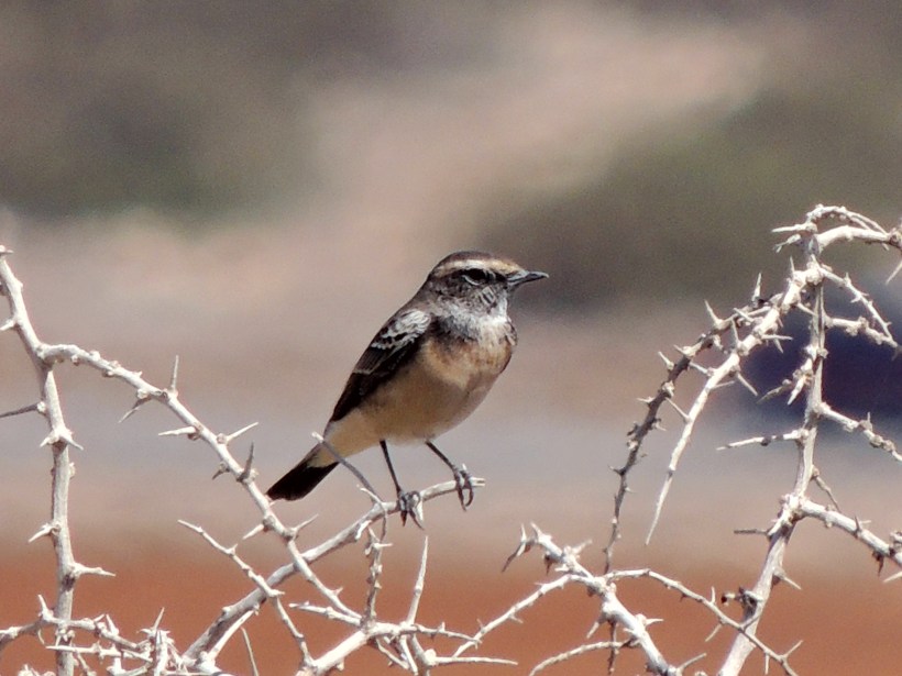 Cyprus Wheatear autumn plumage Cape Greco September 12th 2013 Copyright Cyprus Birding Tours