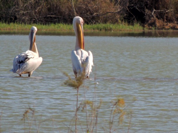 Great White Pelican Akhna Dam September 16th 2013 Copyright Cyprus Birding Tours