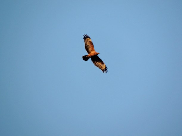 Honey Buzzard Asprokremmos Dam September 23rd. Copyright Cyprus Birding Tours