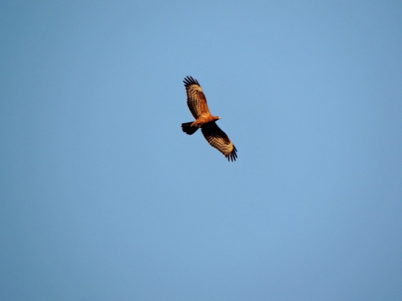 Honey Buzzard Asprokremmos Dam September 23rd. Copyright Cyprus Birding Tours