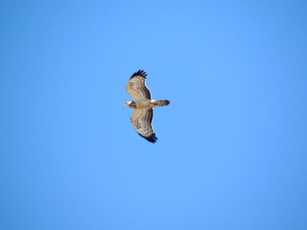 Honey Buzzard Cape Greco September 25th. Copyright Cyprus Birding Tours