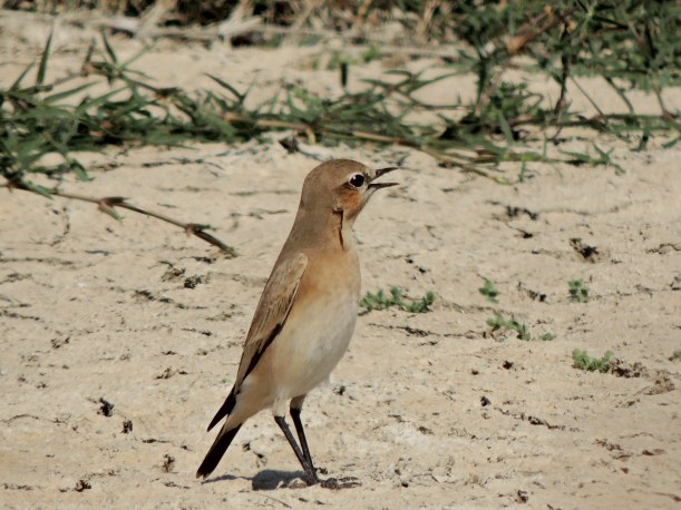 Isabelline Wheatear Petounta Point 14th August Copyright Cyprus Birding Tours