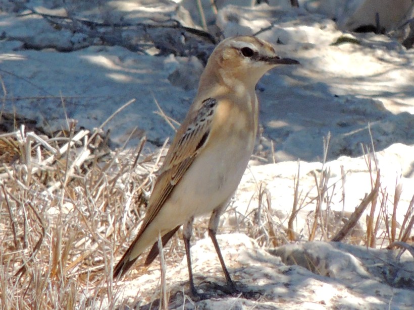 sabelline Wheatear Cape Greco September 12th Copyright Cyprus Birding Tours