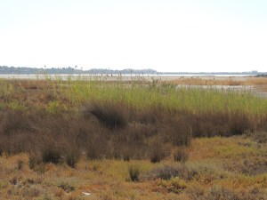  Larnaca Salt Lake 21st September 2013 Copyright Cyprus Birding Tours