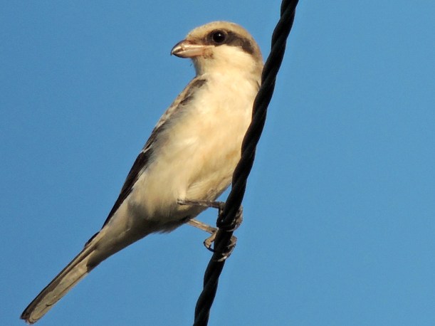Lesser Grey Shrike Paphos Sewage Works September 3rd Copyright Cyprus Bird Tours
