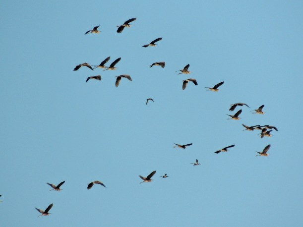 Purple Heron Latchi September 7th Copyright Cyprus Birding Tours