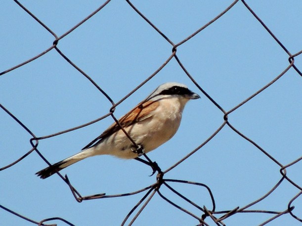 Red-backed Shrike Agia Napa Football Fields September 5th Copyright Cyprus Bird Tours