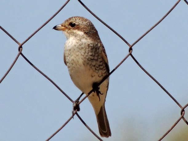 Red-backed Shrike juvenile Agia Napa Football Fields September 12th Copyright Cyprus Birding Tours
