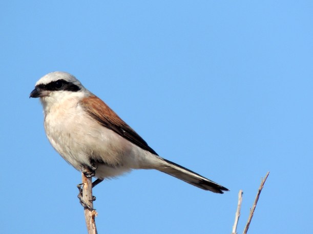Red-backed Shrike male Larnaca Sewage Works 28th September Copyright Cyprus Birding Tours