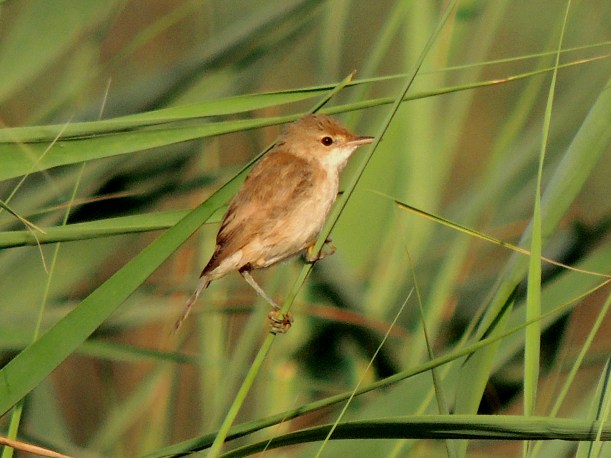 Reed Warbler Phassouri August 2nd 2013 copyright Cyprus Bird Tours