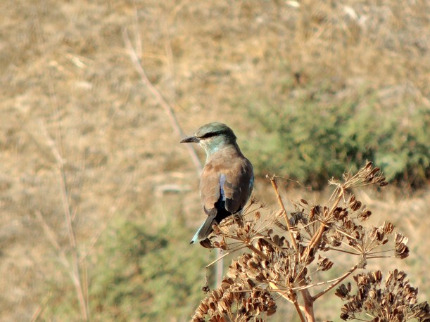 Roller  Larnaca 14th August 2013