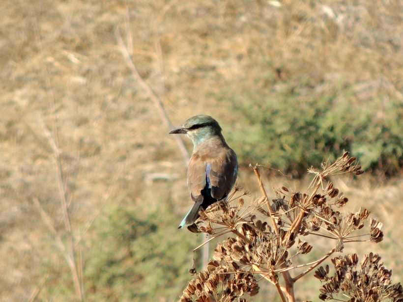 Roller  Larnaca 14th August 2013