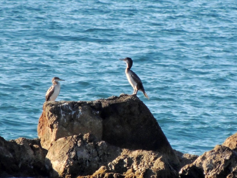 Juvenile Shag Latchi September 7th Copyright Cyprus Birding Tours