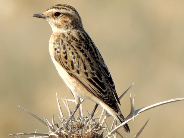 Whinchat Larnaca Salt Lake September 21st 2013 Copyright Cyprus Birding Tours