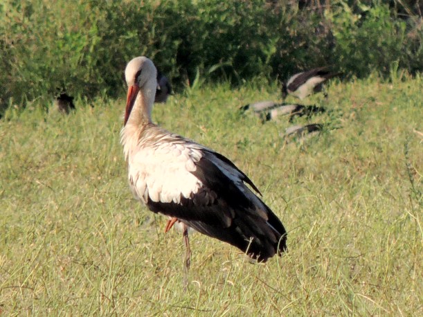 White Stork Paphos Sewage Works September 27th Copyright Cyprus Birding Tours