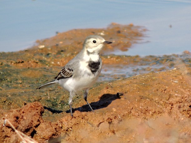 White Wagtail Spiro's Beach September 28th Copyright Cyprus Birding Tours