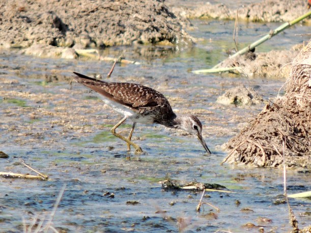 Wood Sandpiper Petounta Point August 14th Copyright Cyprus Birding Tours