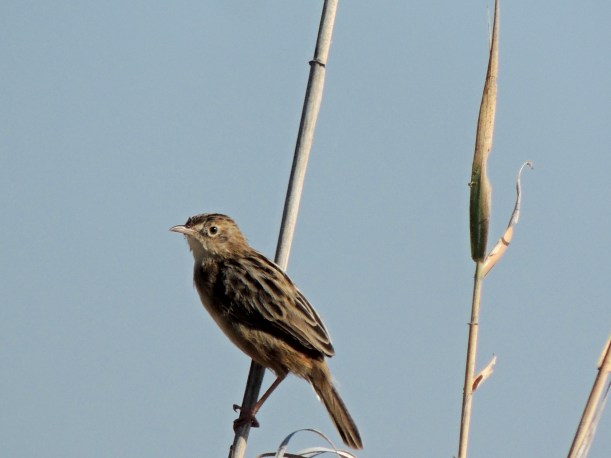 Zitting Cisticola Larnaca Sewage Pools September 21st 2013 Copyright Cyprus Birding Tours