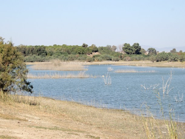 Akhna Dam October 25th 2013 Copyright Cyprus Birding Tours