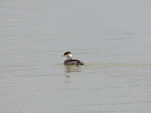 Black-necked Grebe Ahkna Dam 18th October 2013 Copyright Cyprus Birding Tours