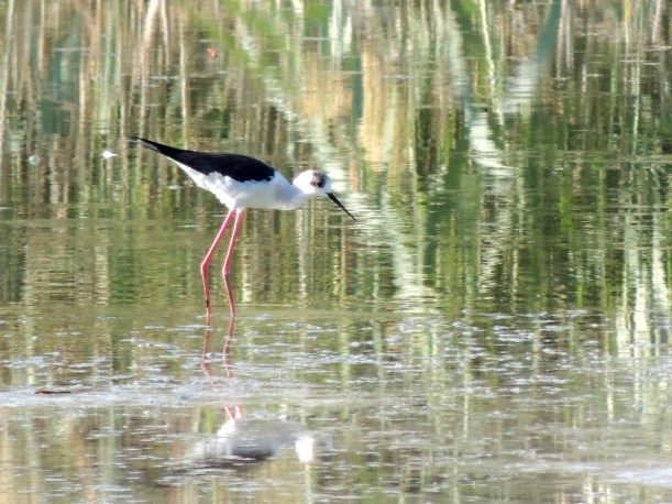 Black-winged Stilt Athalassa Park 23rd October 2013 Copyright Cyprus Birding Tours